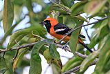 Hooded Oriole